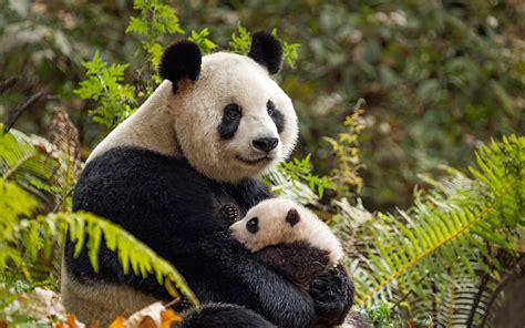 Panda Family Parimatch